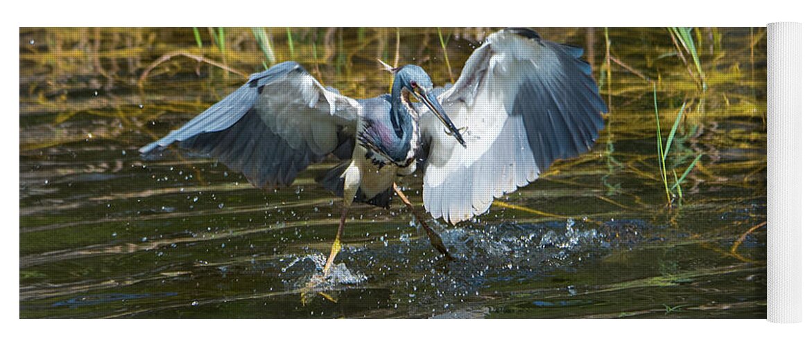 Tri-colored Heron Yoga Mat featuring the photograph Tricolored Heron Dinner and Dancing by Artful Imagery