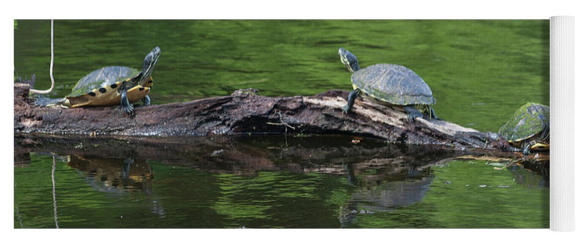 Photograph Yoga Mat featuring the photograph Trio of Turtles Sunning by Suzanne Gaff