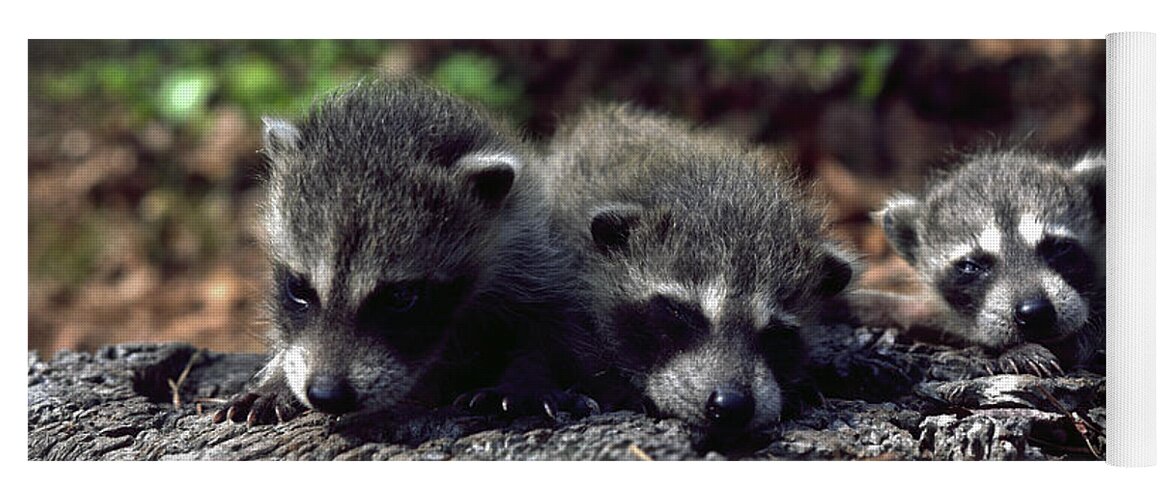 3 Baby Common Raccoons Yoga Mat featuring the photograph Triplets by Sally Weigand