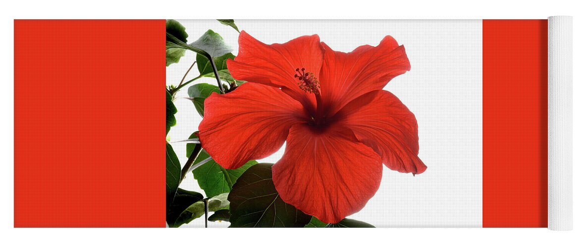 Hibiscus Yoga Mat featuring the photograph Tropical Bloom. by Terence Davis