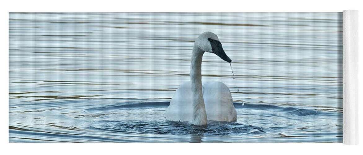 Swan Yoga Mat featuring the photograph Trumpeter Swan 9673 by Michael Peychich