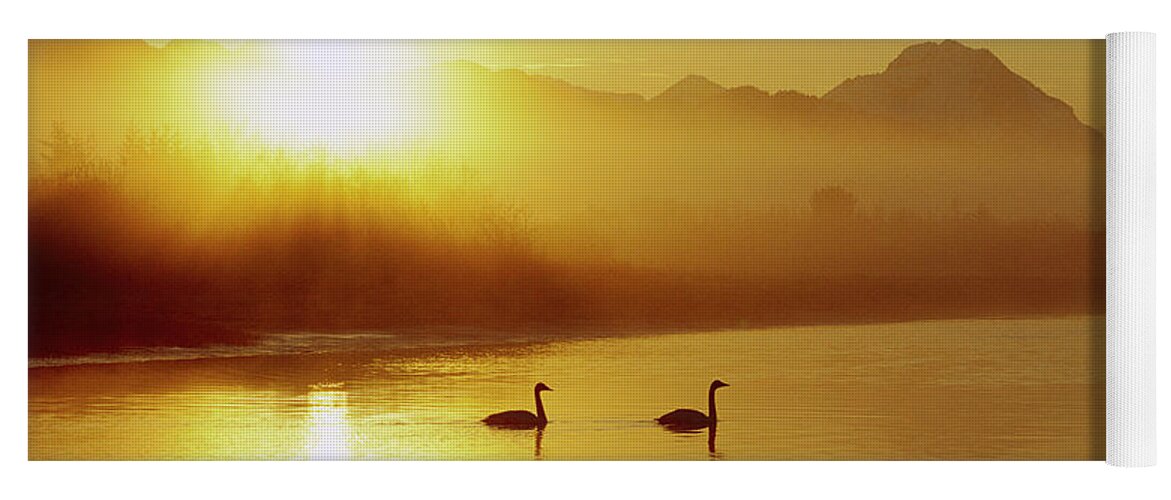 Mp Yoga Mat featuring the photograph Trumpeter Swan Cygnus Buccinator Pair by Michael Quinton