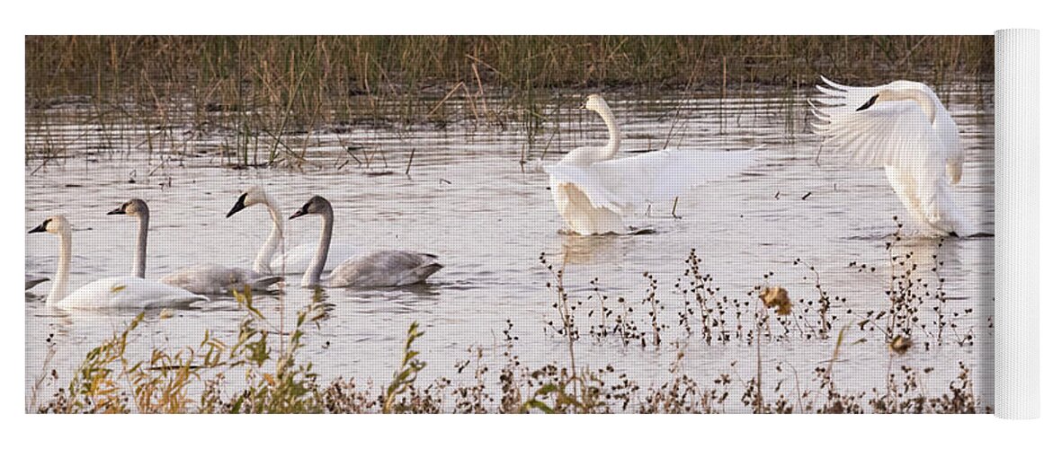 Trumpeter Swans Yoga Mat featuring the photograph Trumpeter Swans by Holly Ross