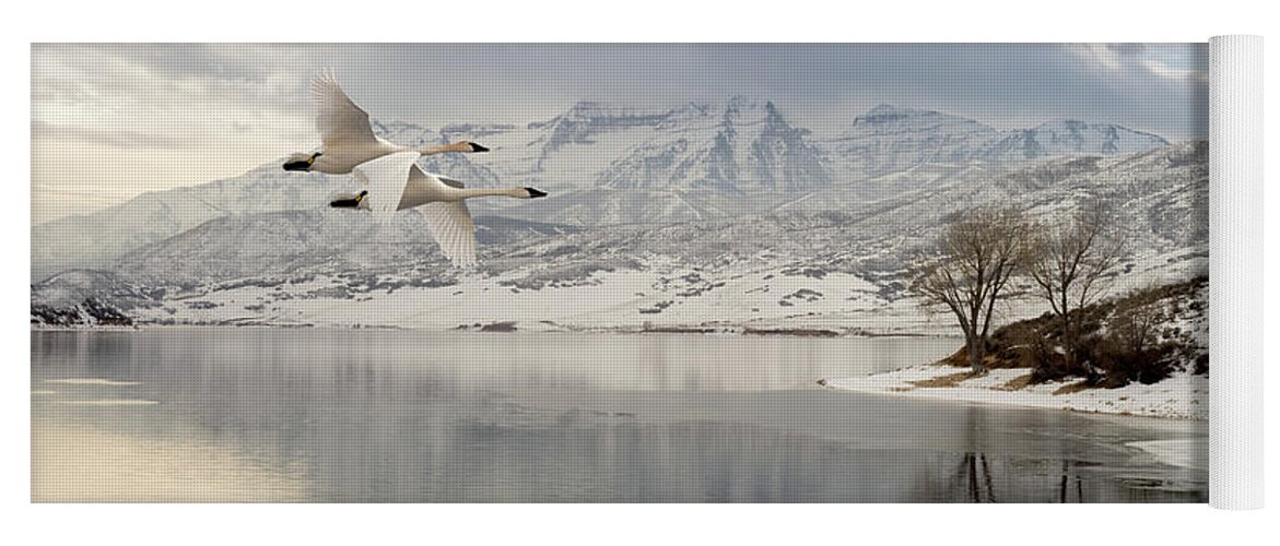 Swan Yoga Mat featuring the photograph Trumpeter Swans Wintering at Deer Creek by TL Mair