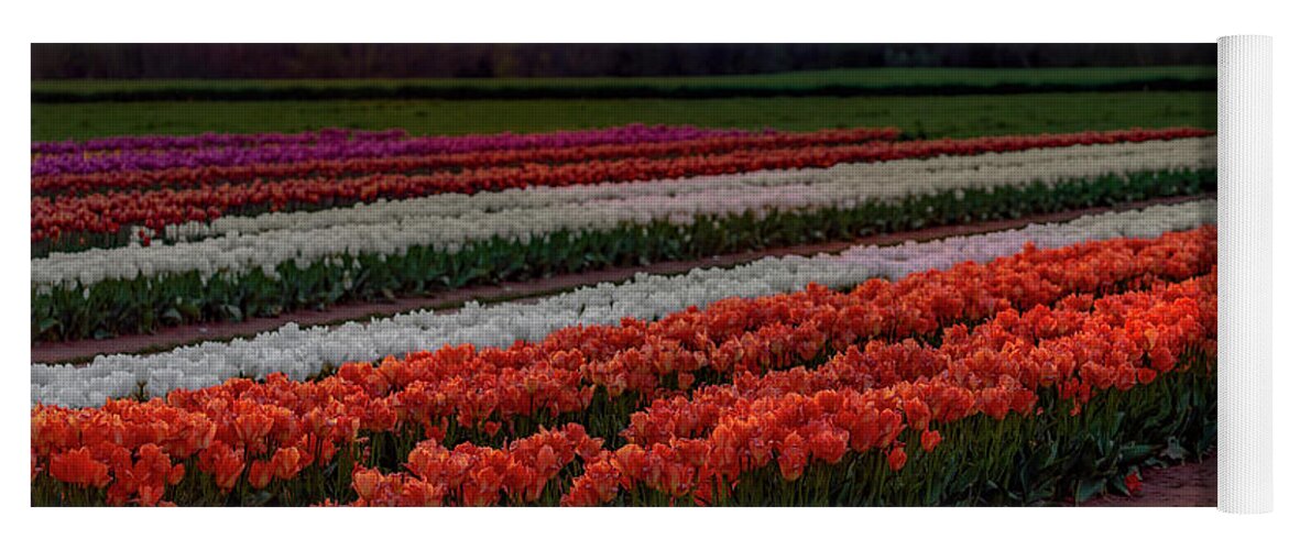 Tulip Yoga Mat featuring the photograph Tulip Farm by Susan Candelario