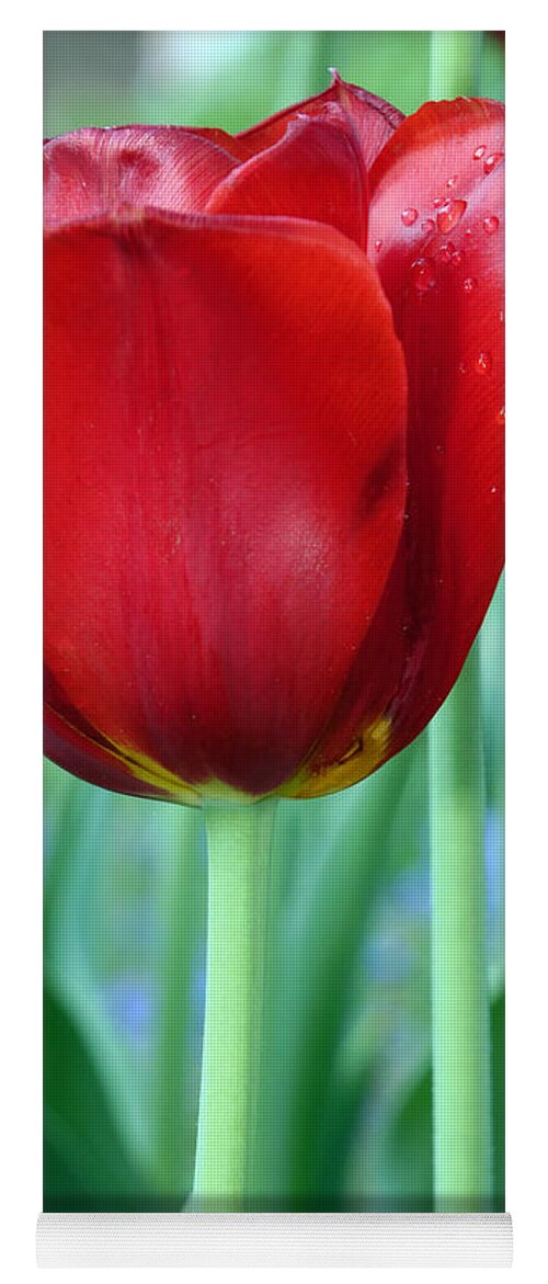Red Tulip Yoga Mat featuring the photograph Tulip by Michelle Joseph-Long