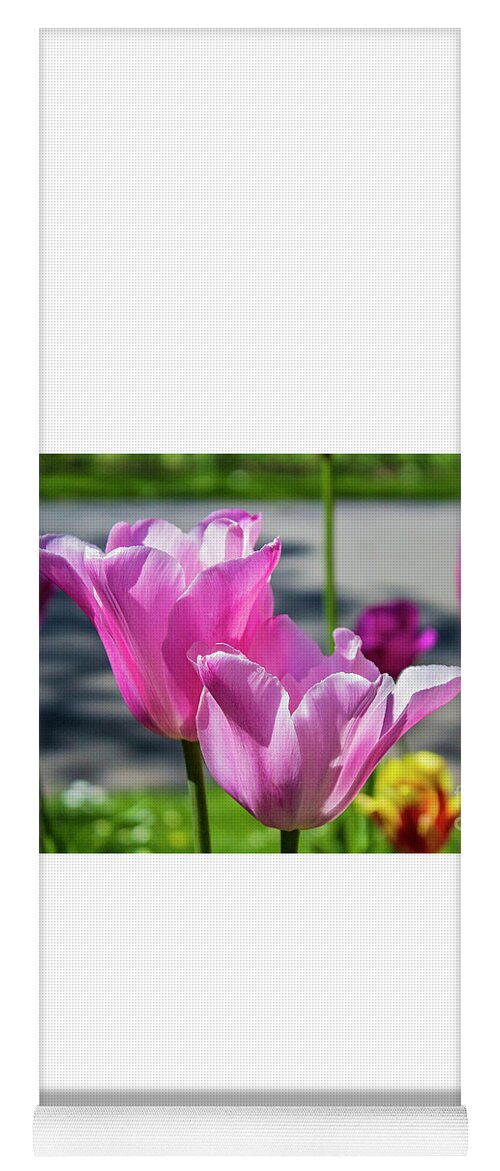 Tulip Yoga Mat featuring the photograph Tulips #1 by Doc Braham