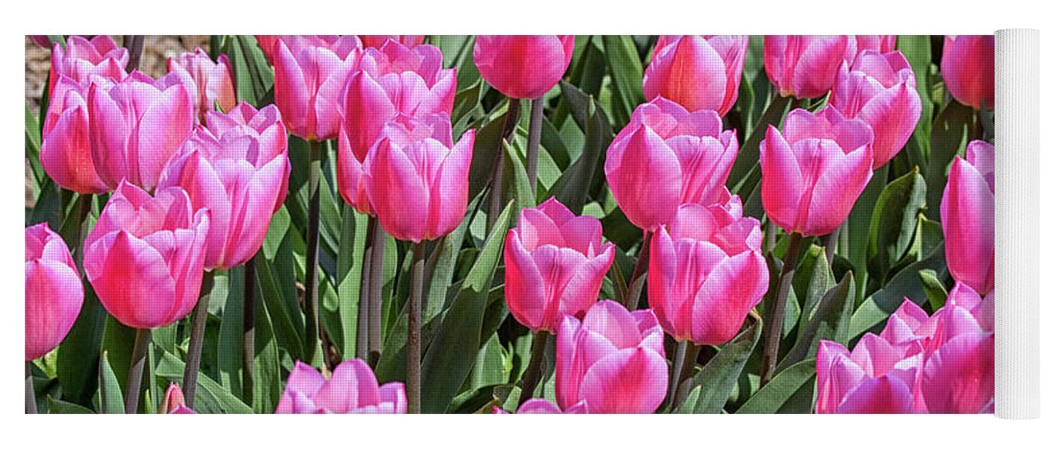 Tulips Yoga Mat featuring the photograph Tulips in pink color by Patricia Hofmeester