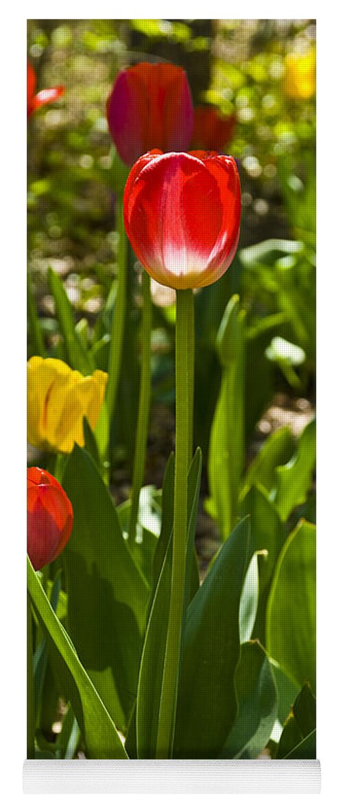 Spring Yoga Mat featuring the photograph Tulips in the Garden by Anthony Sacco