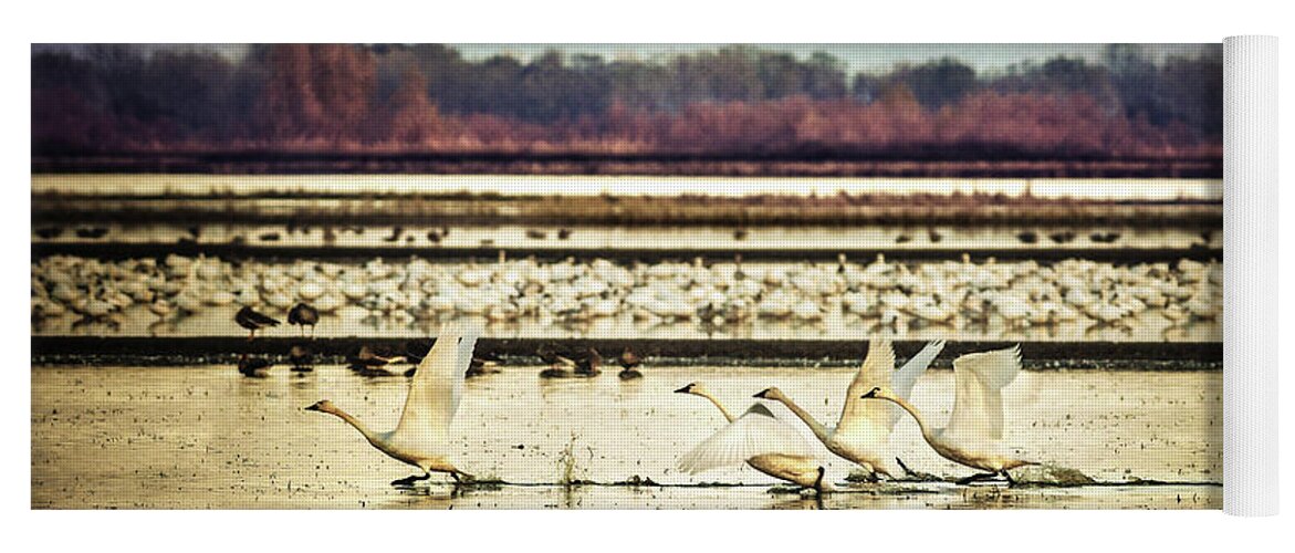 Swans Yoga Mat featuring the photograph Tundra Swans Lift Off by Abram House