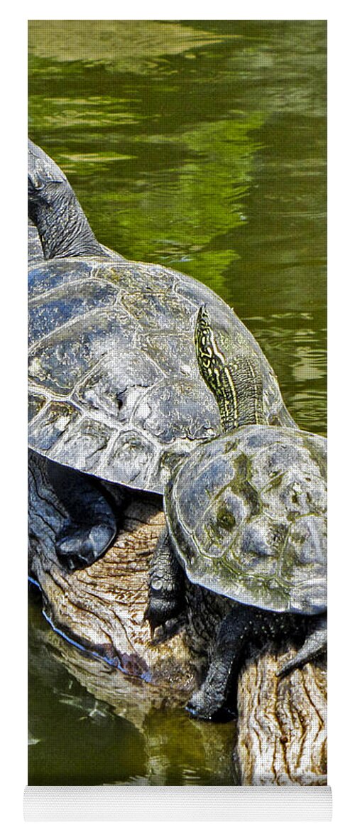 Pond Yoga Mat featuring the photograph Turtle Family by Bob Slitzan