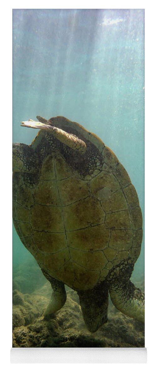 Turtle Yoga Mat featuring the photograph Turtle Handstand by Christopher Johnson