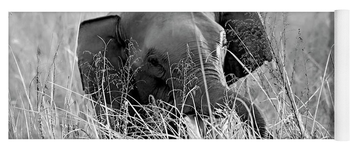 Black And White Yoga Mat featuring the photograph Tusker in the grass by Pravine Chester
