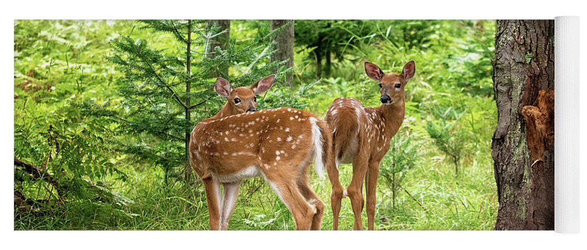Twin Fawn Print Yoga Mat featuring the photograph Twin Fawns Whitetail Deer Print by Gwen Gibson