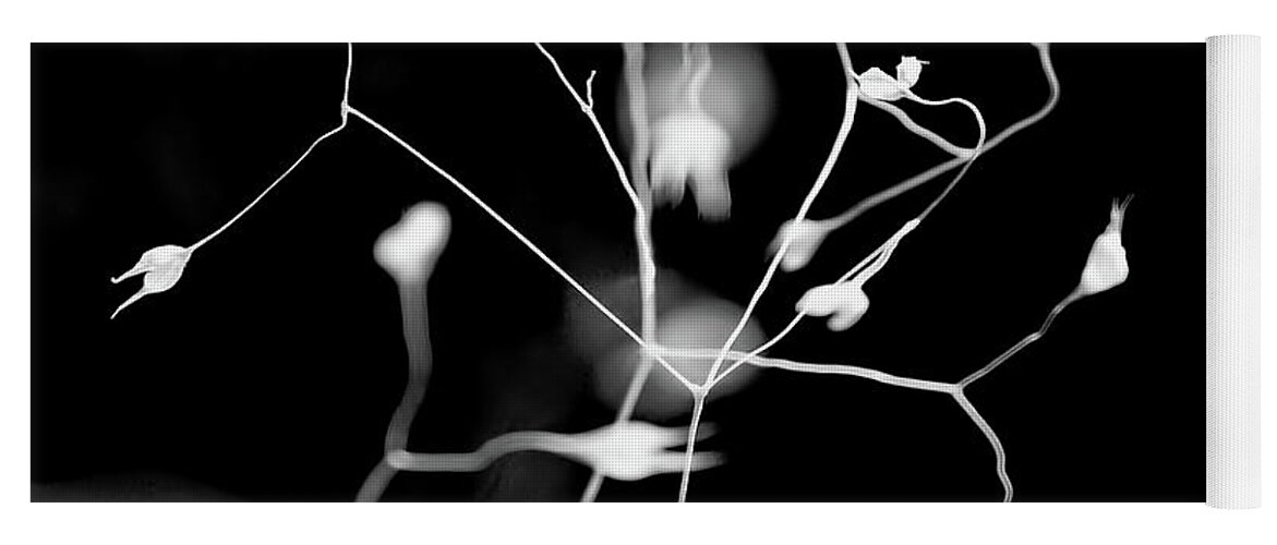 Digital Black And White Photo Yoga Mat featuring the photograph Twittering Seed Pods BW by Tim Richards