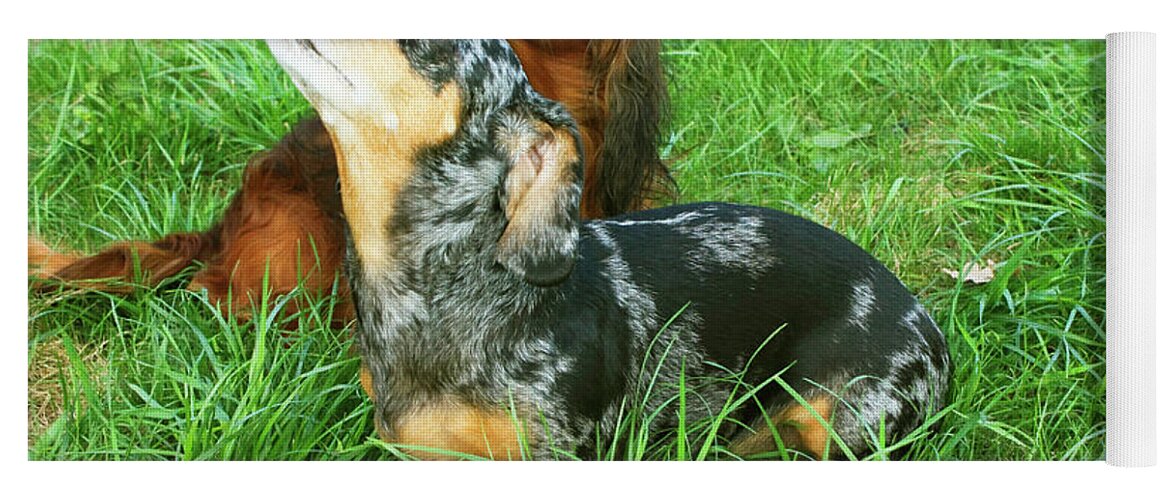 Animal Yoga Mat featuring the photograph Two dachshunds by Irina Afonskaya