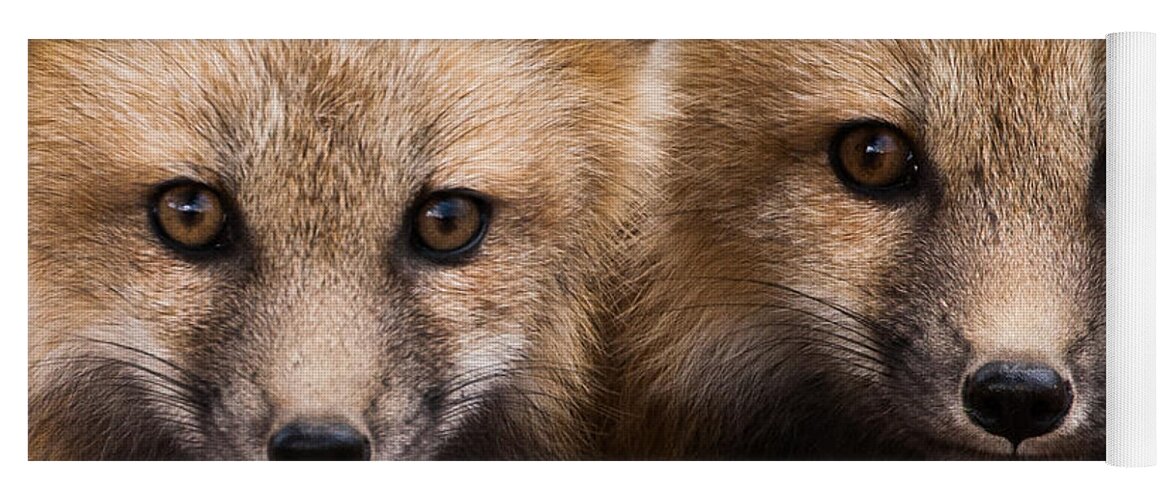 Red Fox Yoga Mat featuring the photograph Two Fox Kits by Mindy Musick King