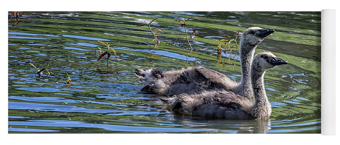 Dusky Canada Geese Yoga Mat featuring the photograph Two Goslings Taking a Swim, No. 2 by Belinda Greb
