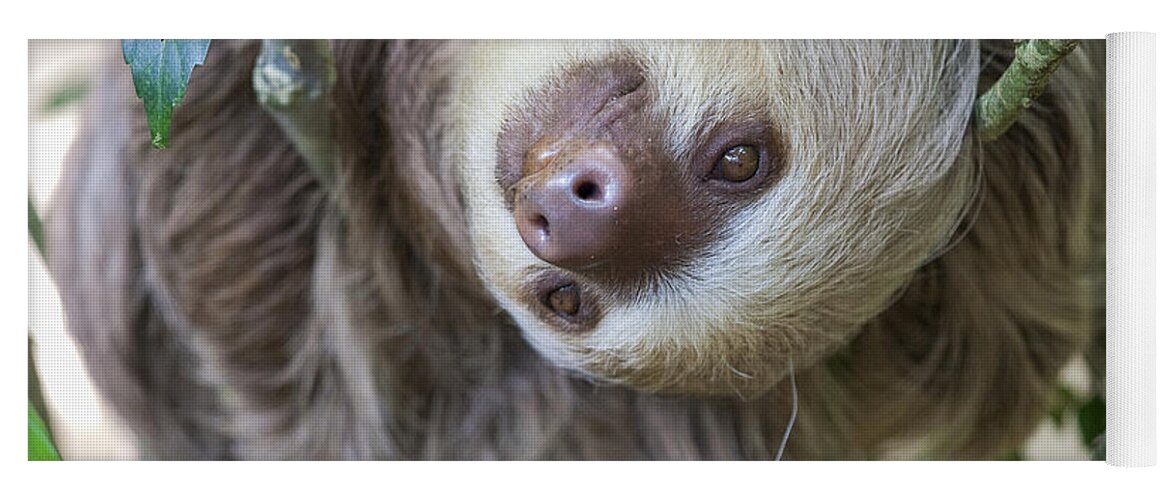 Close Up Yoga Mat featuring the photograph Two toed sloth in a tree by Patricia Hofmeester