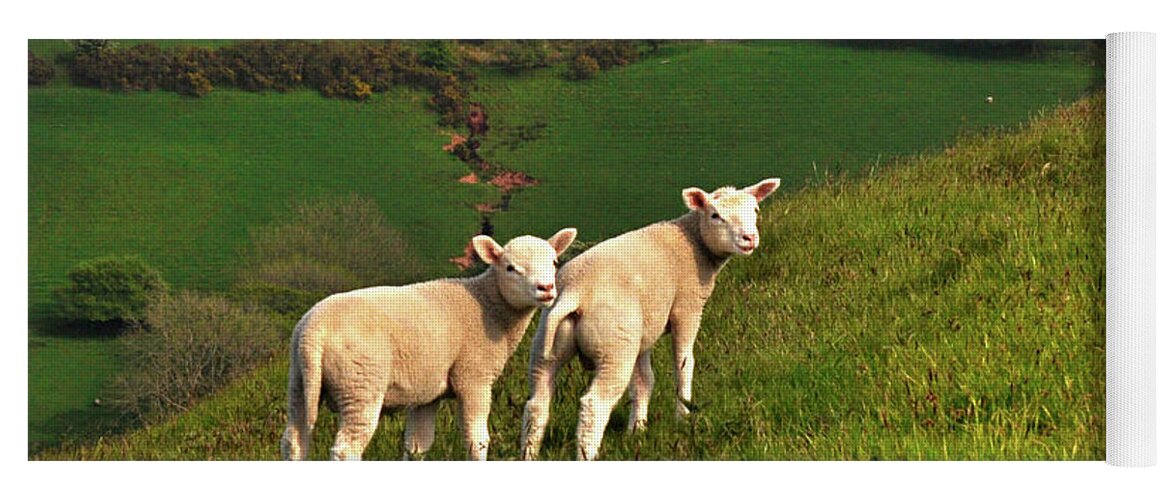 Wales Yoga Mat featuring the digital art Two Welsh Lambs by Vicki Lea Eggen