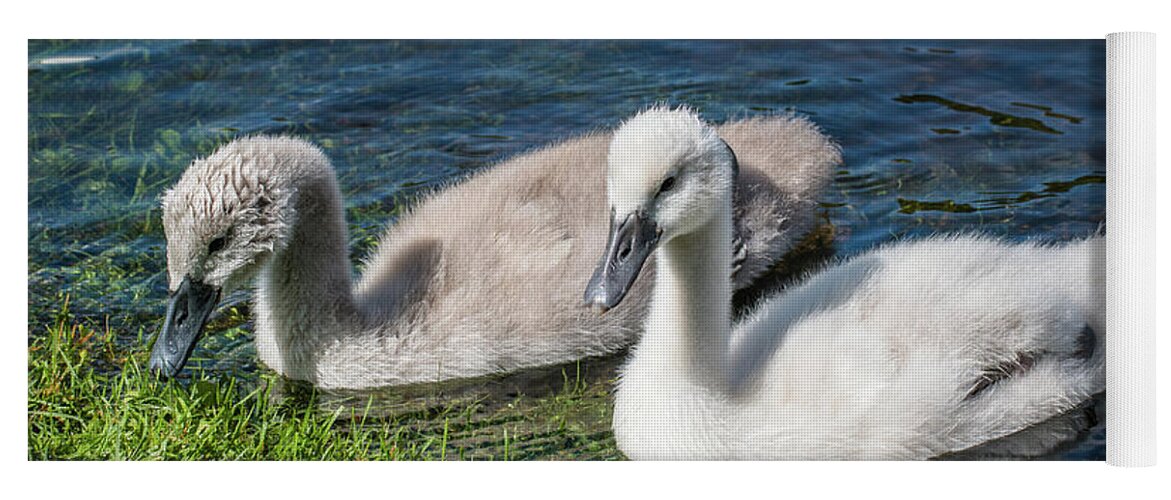 Cygnus Olor Yoga Mat featuring the photograph Two young cygnets of mute swan swimming in a lake by Amanda Mohler