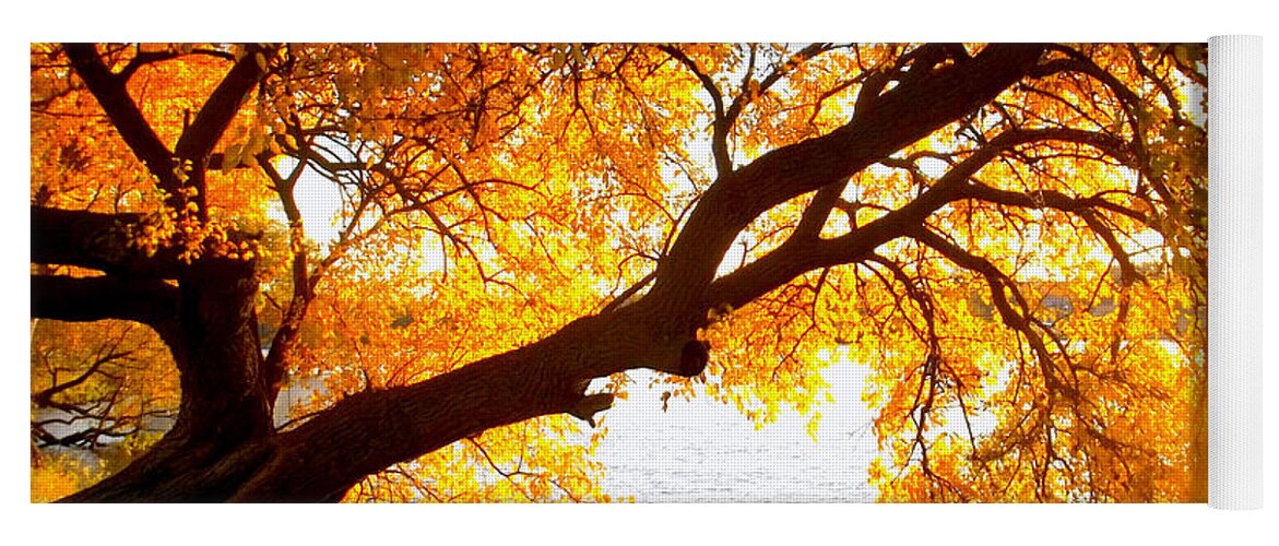 Autumn Yoga Mat featuring the photograph Under the Yellow Tree by Viviana Nadowski
