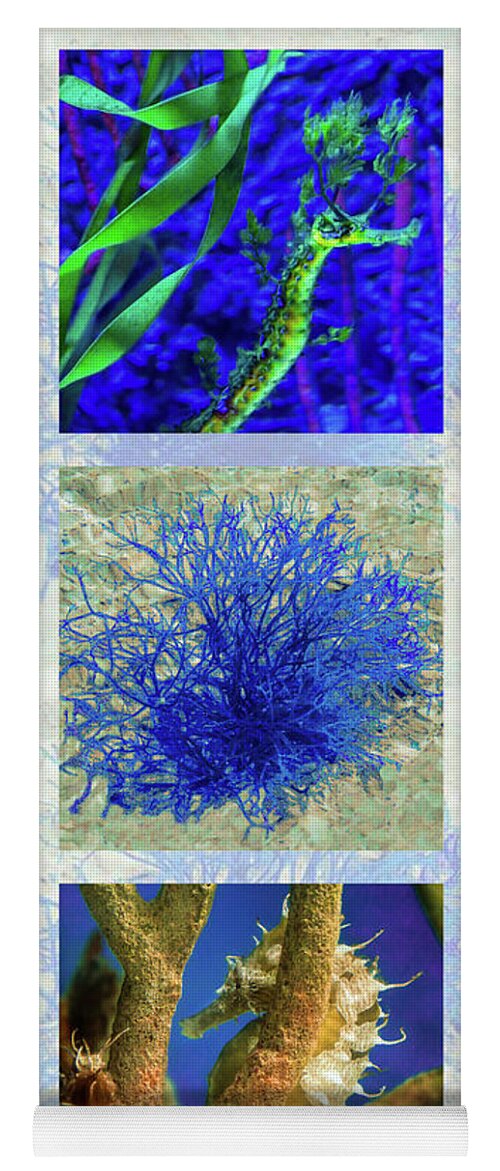 Susan Molnar Yoga Mat featuring the photograph Undersea Triptych by Susan Molnar