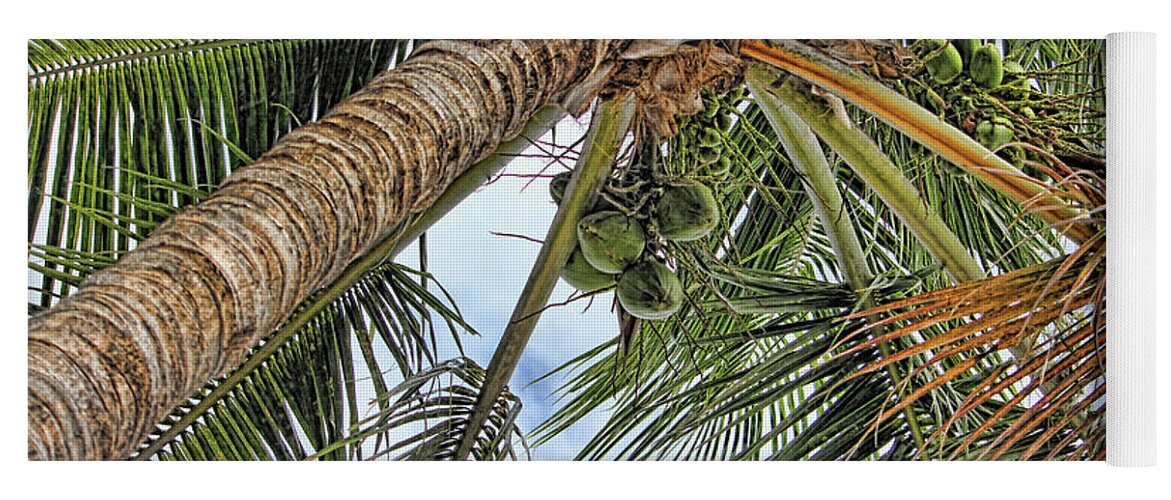 Coconut Palm Yoga Mat featuring the photograph Up A Tree by HH Photography of Florida