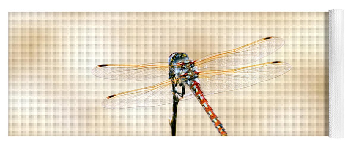 Varigated Meadowhawk Dragonflysympetrum Corruptum Yoga Mat featuring the photograph Varigated Meadowhawk Dragonfly Sympetrum corruptum by Frank Wilson