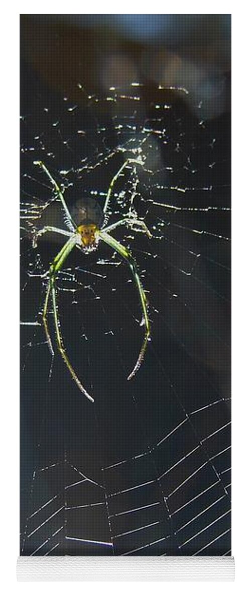 Insect Yoga Mat featuring the photograph Venusta Orchard Spider by Carl Moore