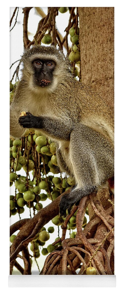Africa Yoga Mat featuring the photograph Vervet Monkey by Mitchell R Grosky