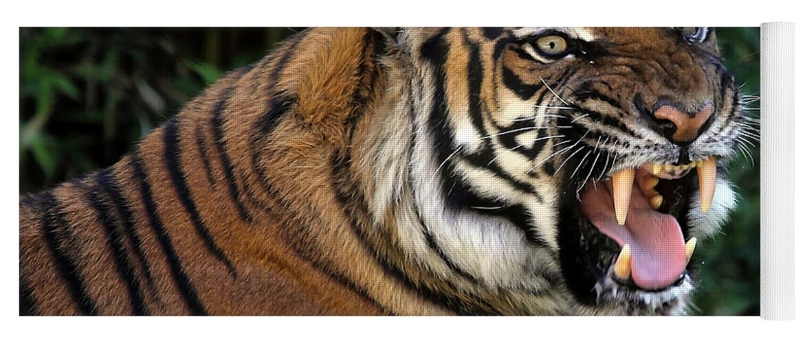 Tigers Yoga Mat featuring the photograph Very Cranky Today by Elaine Malott