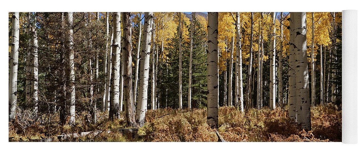 Aspen Trees Yoga Mat featuring the photograph Vibrancy of Autumn III by Leda Robertson