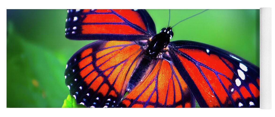 Monarch Butterfly Yoga Mat featuring the photograph Viceroy Perch by Mark Andrew Thomas