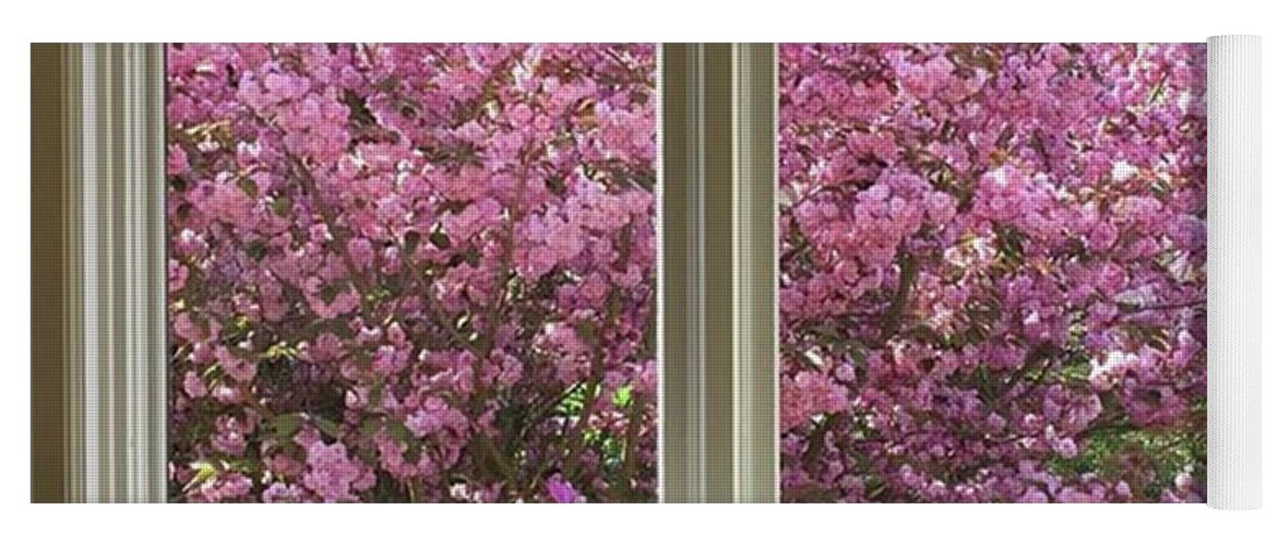 Pink Yoga Mat featuring the photograph View Of The Flowering Cherry Out The by Ginger Oppenheimer