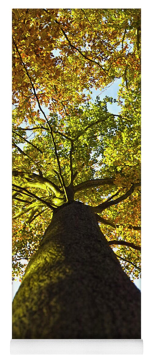 Trees Yoga Mat featuring the photograph View to the top by Heiko Koehrer-Wagner