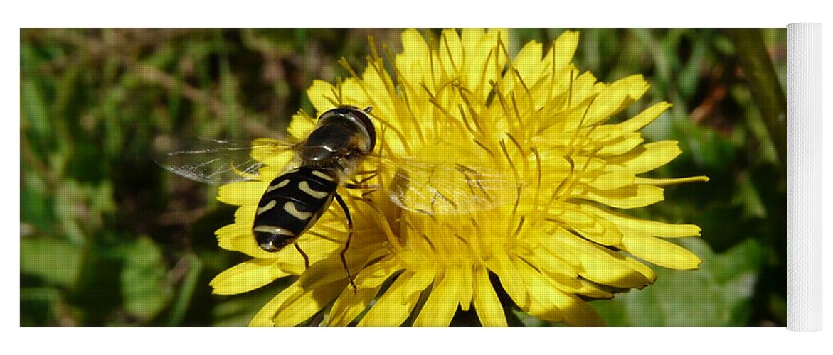 Wasp Yoga Mat featuring the photograph Wasp Visiting Dandelion by Valerie Ornstein