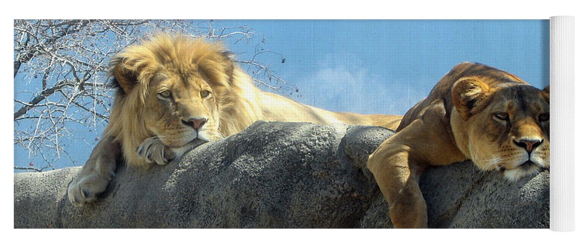 Lion Yoga Mat featuring the photograph We Are Tired by George Jones