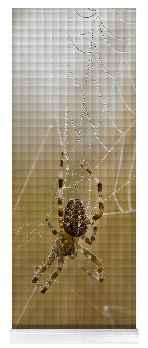 Arachnids Yoga Mat featuring the photograph Web Walker by Robert Potts