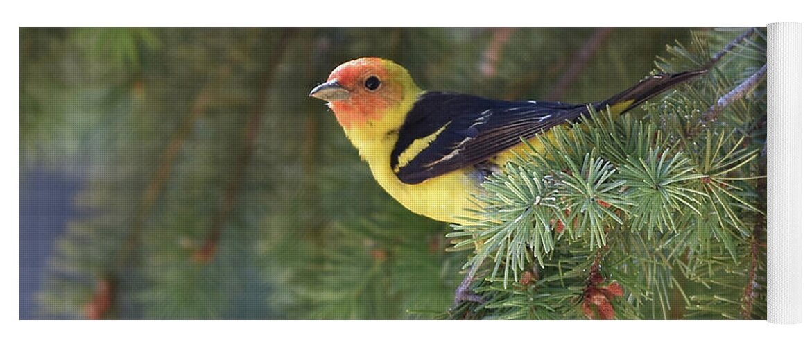  Yoga Mat featuring the photograph Western Tanager by Ben Foster