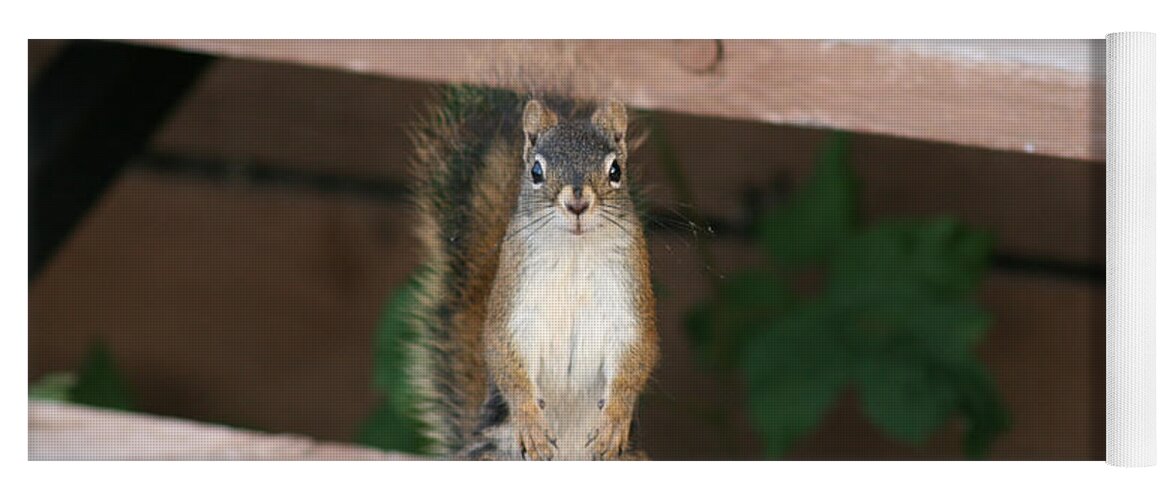 Squirrel Mother Nature Wild Animal Cute Dancing Yoga Mat featuring the photograph What you lookin at by Andrea Lawrence