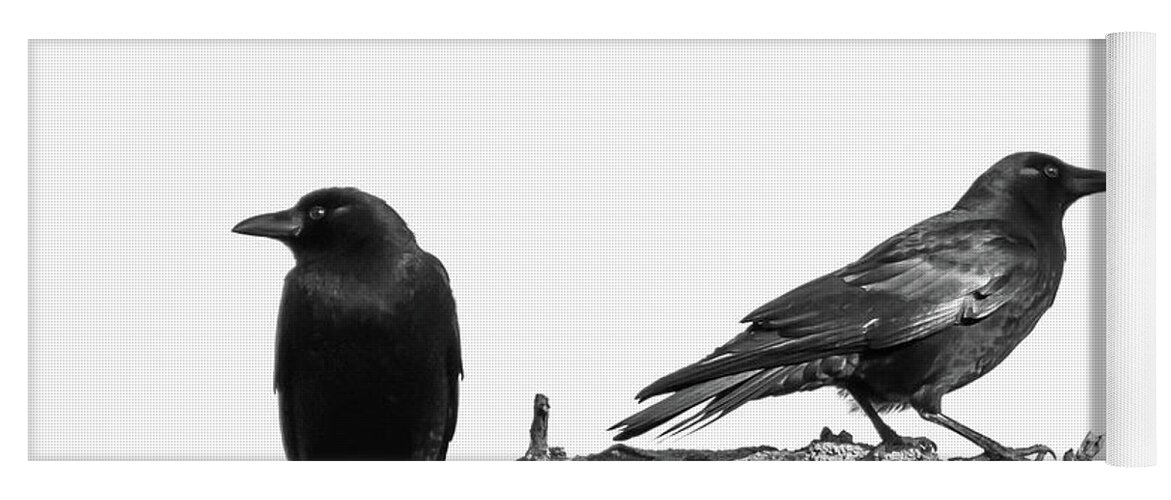 Which Way Two Black Crows On White Square Yoga Mat featuring the photograph Which Way Two Black Crows on White Square by Terry DeLuco