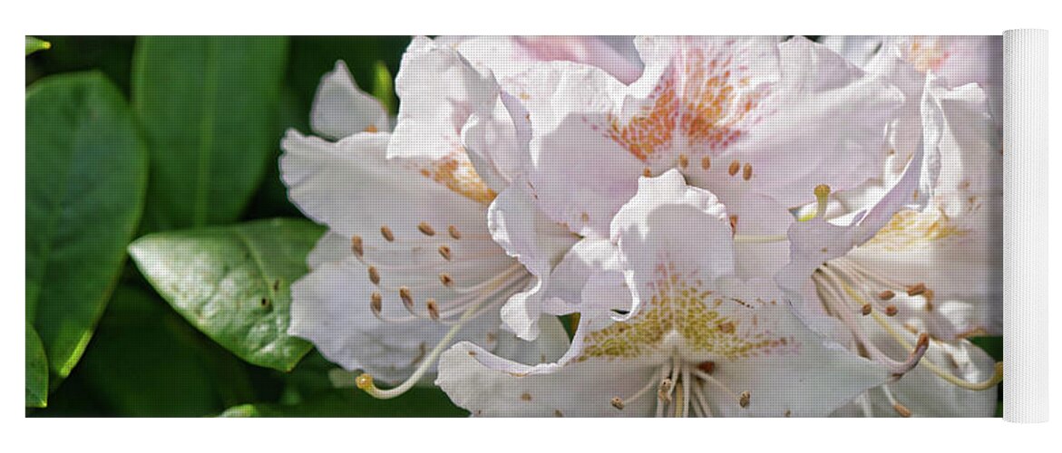 Rhododendron Yoga Mat featuring the photograph White and pink rhododendron by Brenda Kean