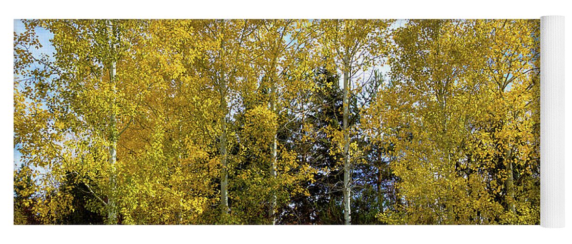 White Birch In Autumn Yoga Mat featuring the photograph White Birch in Autumn by David Patterson
