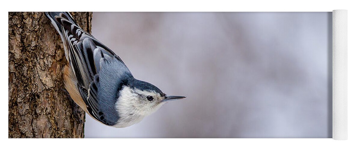 Animals Yoga Mat featuring the photograph White-breasted Nuthatch by Rikk Flohr