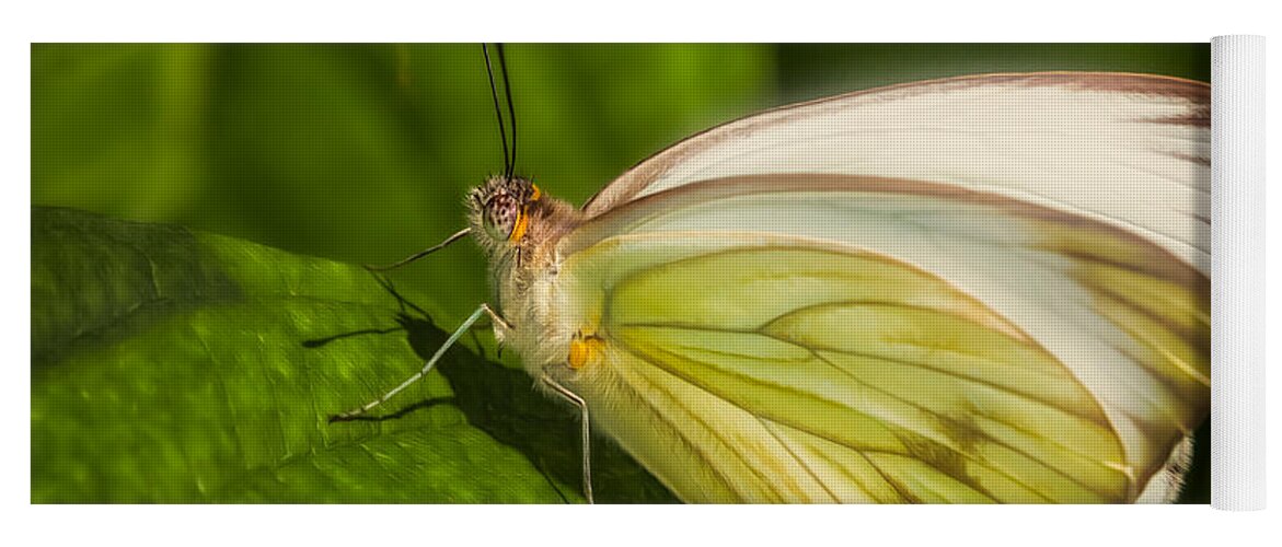 Animals Yoga Mat featuring the photograph White Butterfly Sunning by Rikk Flohr