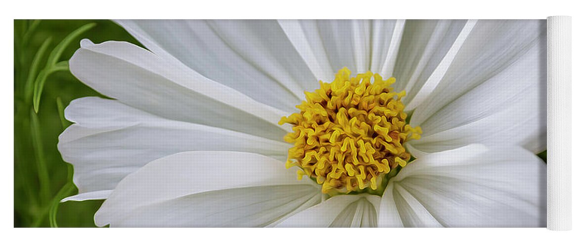 Flowers Yoga Mat featuring the photograph White Cosmos by Catherine Avilez