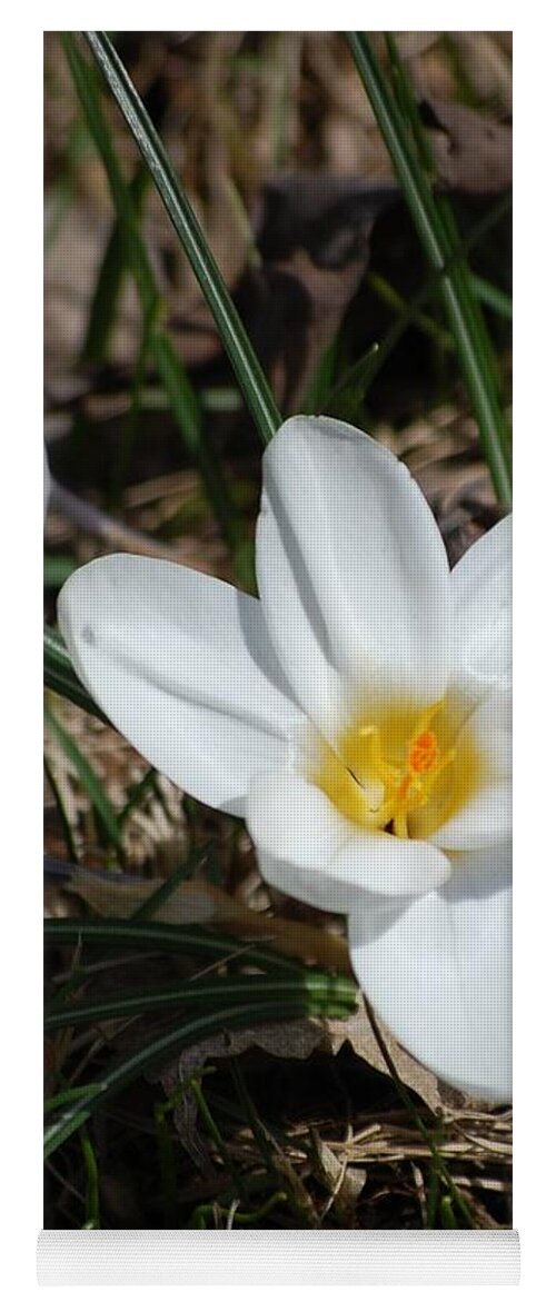 Digital Photography Yoga Mat featuring the photograph white Crocus by David Lane