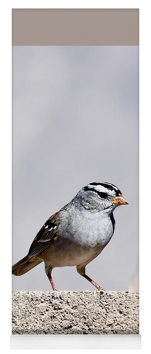 Bird Yoga Mat featuring the photograph White Crowned Sparrow by Hella Buchheim