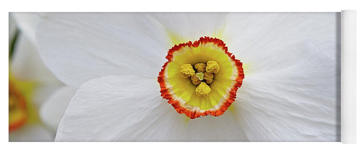 Garden Yoga Mat featuring the photograph White daffodil by Garden Gate magazine